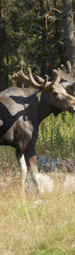 König der Wälder